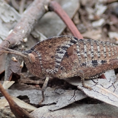 Goniaea sp. (genus) (A gumleaf grasshopper) at Point 49 - 4 Apr 2019 by CathB