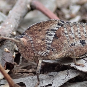 Goniaea sp. (genus) at Dunlop, ACT - 4 Apr 2019 04:08 PM