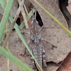 Goniaea sp. (genus) at Dunlop, ACT - 4 Apr 2019