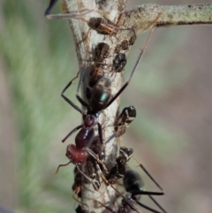 Acizzia acaciaedecurrentis at Dunlop, ACT - 14 Apr 2019