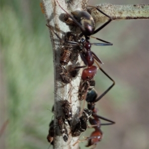 Acizzia acaciaedecurrentis at Dunlop, ACT - 14 Apr 2019