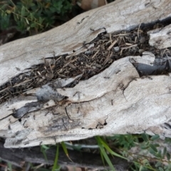 Unverified Ant (Hymenoptera, Formicidae) at Isaacs Ridge and Nearby - 14 Apr 2019 by Mike