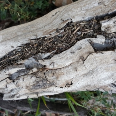 Unverified Ant (Hymenoptera, Formicidae) at Isaacs Ridge and Nearby - 14 Apr 2019 by Mike