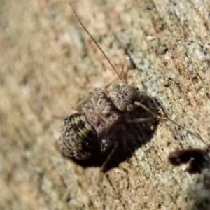 Psocodea 'Psocoptera' sp. (order) at Cook, ACT - 13 Apr 2019