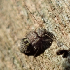 Psocodea 'Psocoptera' sp. (order) (Unidentified plant louse) at Cook, ACT - 13 Apr 2019 by CathB