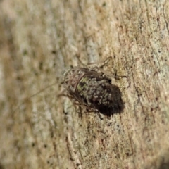 Psocodea 'Psocoptera' sp. (order) at Cook, ACT - 13 Apr 2019