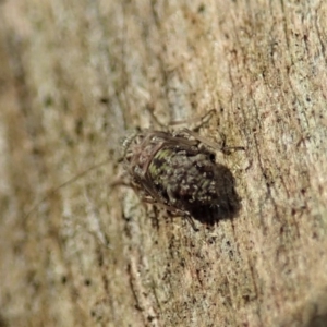 Psocodea 'Psocoptera' sp. (order) at Cook, ACT - 13 Apr 2019