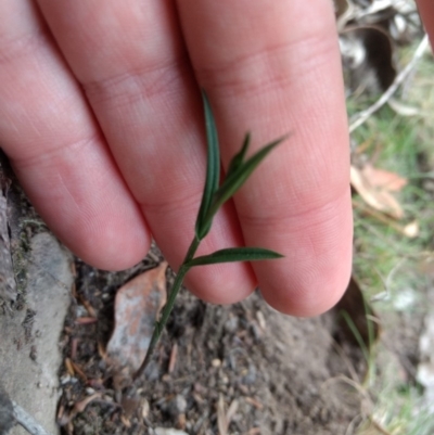 Bunochilus sp. (Leafy Greenhood) at Jerrabomberra, NSW - 14 Apr 2019 by MattM