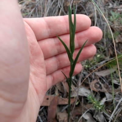 Bunochilus sp. (Leafy Greenhood) at Mount Jerrabomberra - 14 Apr 2019 by MattM