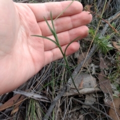 Bunochilus sp. at Jerrabomberra, NSW - suppressed