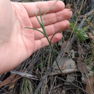 Bunochilus sp. at Jerrabomberra, NSW - suppressed