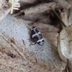 Cicadellidae (family) at Cook, ACT - 13 Apr 2019