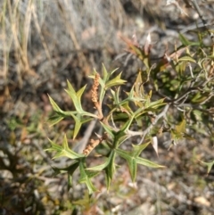 Grevillea ramosissima subsp. ramosissima (Fan Grevillea) at Jerrabomberra, NSW - 14 Apr 2019 by MattM
