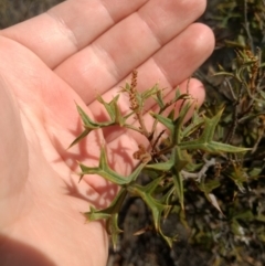 Grevillea ramosissima subsp. ramosissima at Jerrabomberra, NSW - 14 Apr 2019