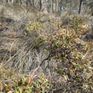 Grevillea ramosissima subsp. ramosissima at Jerrabomberra, NSW - 14 Apr 2019