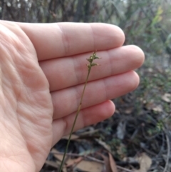 Corunastylis clivicola (Rufous midge orchid) at Mount Jerrabomberra - 13 Apr 2019 by MattM