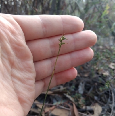 Corunastylis clivicola (Rufous midge orchid) at Jerrabomberra, NSW - 13 Apr 2019 by MattM