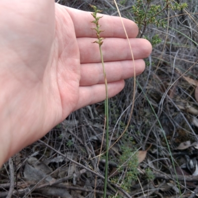 Corunastylis clivicola (Rufous midge orchid) at Mount Jerrabomberra QP - 14 Apr 2019 by MattM