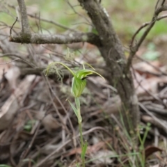 Diplodium laxum (Antelope greenhood) at Mount Jerrabomberra - 13 Apr 2019 by MattM