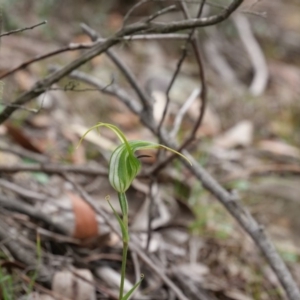 Diplodium laxum at Jerrabomberra, NSW - 13 Apr 2019