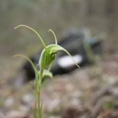 Diplodium laxum at Jerrabomberra, NSW - 13 Apr 2019