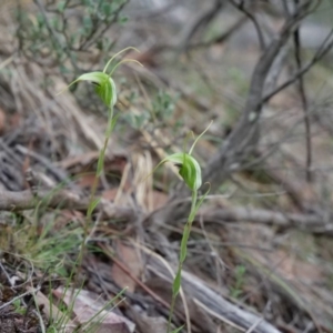 Diplodium laxum at Jerrabomberra, NSW - 13 Apr 2019