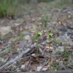 Diplodium laxum at Jerrabomberra, NSW - 13 Apr 2019