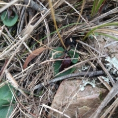 Corysanthes hispida (Bristly Helmet Orchid) at Mount Jerrabomberra QP - 14 Apr 2019 by MattM