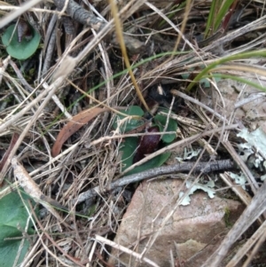 Corysanthes hispida at Jerrabomberra, NSW - 14 Apr 2019