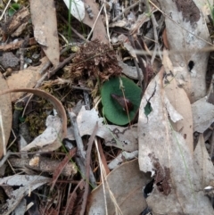 Corysanthes hispida at Jerrabomberra, NSW - 14 Apr 2019