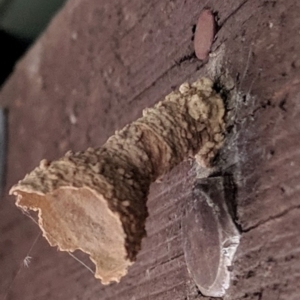 Eumeninae (subfamily) at Kambah, ACT - 14 Apr 2019