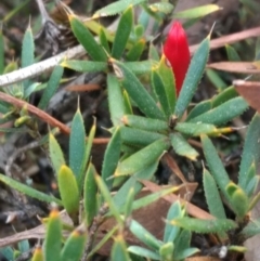 Astroloma humifusum (Cranberry Heath) at Mount Jerrabomberra QP - 14 Apr 2019 by MattM