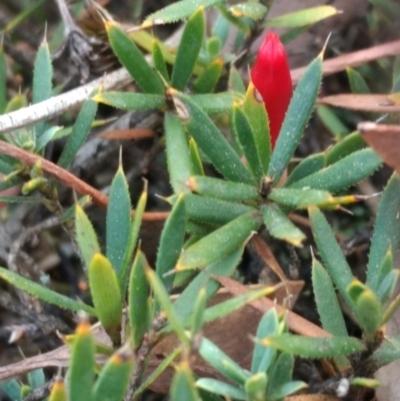 Astroloma humifusum (Cranberry Heath) at Mount Jerrabomberra QP - 14 Apr 2019 by MattM