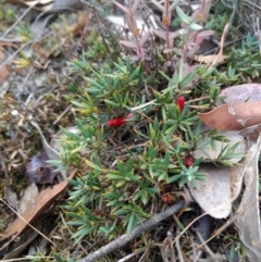 Styphelia humifusum at Jerrabomberra, NSW - 14 Apr 2019