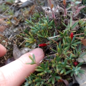 Styphelia humifusum at Jerrabomberra, NSW - 14 Apr 2019