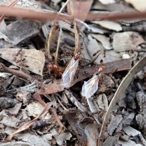 Crematogaster sp. (genus) at Cook, ACT - 3 Apr 2019 06:05 PM