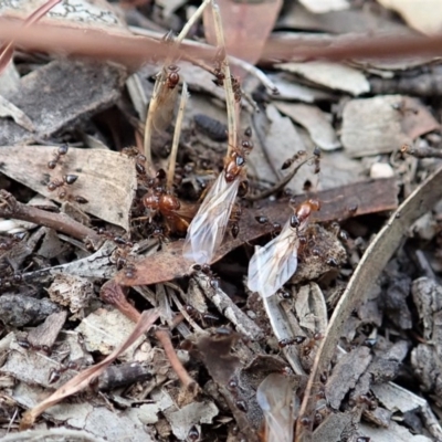 Crematogaster sp. (genus) (Acrobat ant, Cocktail ant) at Mount Painter - 3 Apr 2019 by CathB