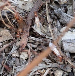 Crematogaster sp. (genus) at Cook, ACT - 3 Apr 2019 06:05 PM