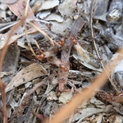 Crematogaster sp. (genus) at Cook, ACT - 3 Apr 2019