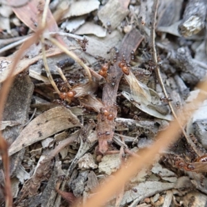 Crematogaster sp. (genus) at Cook, ACT - 3 Apr 2019 06:05 PM