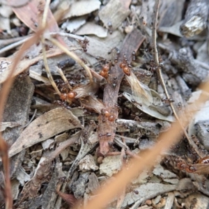 Crematogaster sp. (genus) at Cook, ACT - 3 Apr 2019