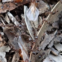 Crematogaster sp. (genus) at Cook, ACT - 3 Apr 2019