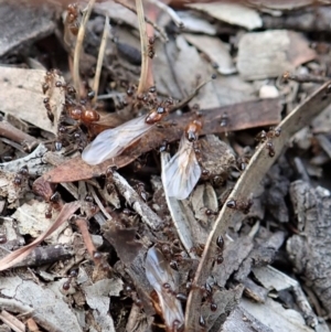 Crematogaster sp. (genus) at Cook, ACT - 3 Apr 2019 06:05 PM