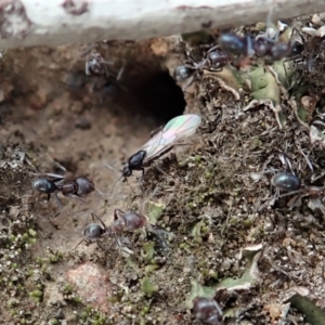 Iridomyrmex rufoniger at Cook, ACT - 29 Mar 2019 03:29 PM