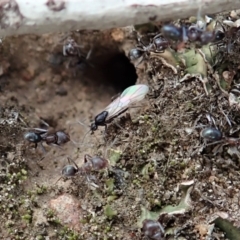 Iridomyrmex rufoniger (Tufted Tyrant Ant) at Mount Painter - 29 Mar 2019 by CathB