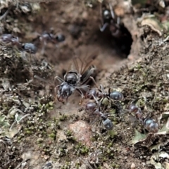 Iridomyrmex rufoniger at Cook, ACT - 29 Mar 2019 03:29 PM