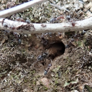 Iridomyrmex rufoniger at Cook, ACT - 29 Mar 2019 03:29 PM