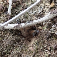 Iridomyrmex rufoniger at Cook, ACT - 29 Mar 2019 03:29 PM