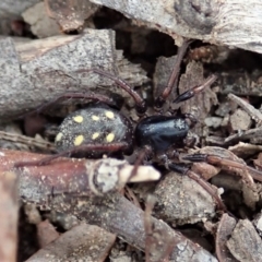 Habronestes sp. (genus) (An ant-eating spider) at Aranda, ACT - 4 Apr 2019 by CathB