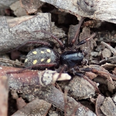 Habronestes sp. (genus) (An ant-eating spider) at Aranda Bushland - 4 Apr 2019 by CathB